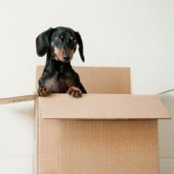 cp-inner-blog-dog-in-a-box-8430012